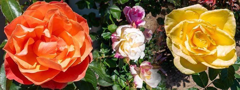 The Village Church Memorial Rose Garden